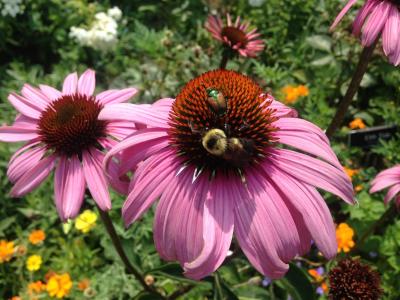 锥花, 花, 蜜蜂, 粉色, 植物园