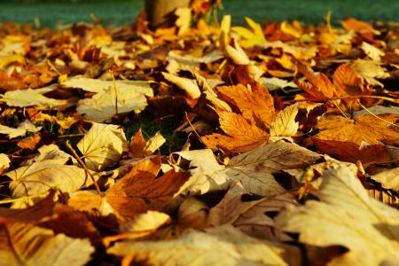 叶子, 深秋, 多彩, 秋天的颜色, 出现, 金, 自然