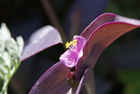 紫病, 流浪犹太人, 植物