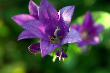 铃声, 花, 木栅, 蜜蜂, 紫罗兰色, 植物, 自然