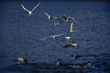 海鸥, 鸭子, 鸟类, 飞行, 自然, 翅膀, 动物