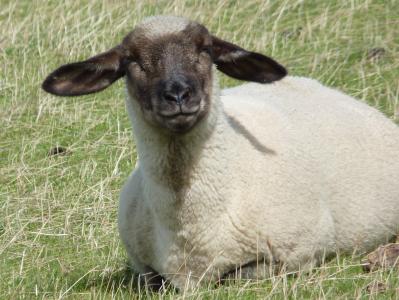 羊, 羊毛, 动物, 视图, 群居的动物