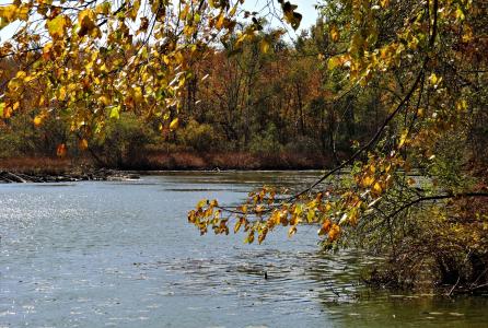 秋天的颜色, 内陆湖, 伍兹, 树木, 自然, 阳光, 公园