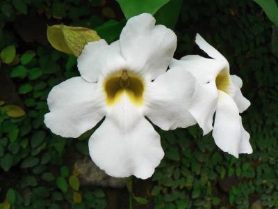 古巴, 白色的花, 热带地区, 气味, 授粉, 植物学