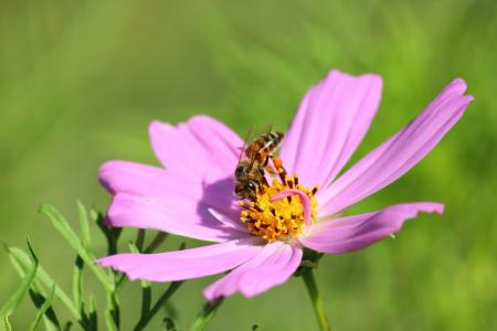 花, 蜜蜂, 科斯梅亚, 宇宙植物, 宇宙 bipinnatus, 夏季, 昆虫
