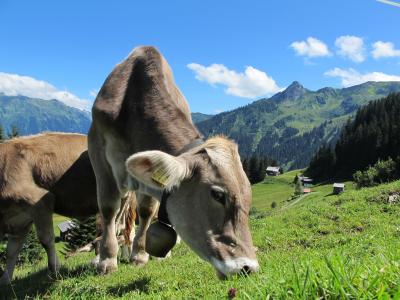 奶牛, 母牛, 奥地利, 山脉, 吃草, 奶牛, alm