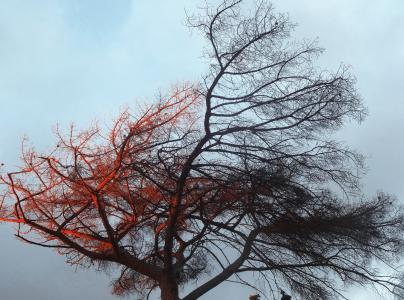 树, 光, 梯度, 颜色, 天空, 秋天, 风
