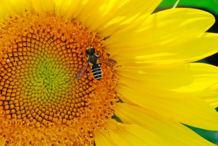 向日葵, 蜜蜂, 授粉, 昆虫, 花, 授粉, 自然