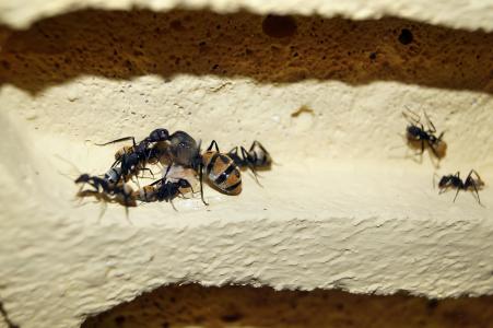 鳞片蚂蚁, 蚂蚁, 蚂蚁皇后, 昆虫