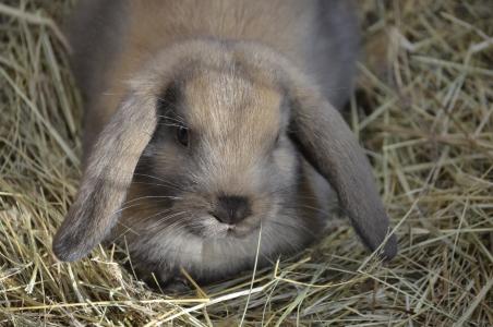 矮野兔, 棕色, 软盘的耳朵, 食品