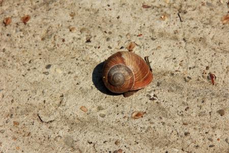 蜗牛, 海螺, 沙子, 壳, 水钻