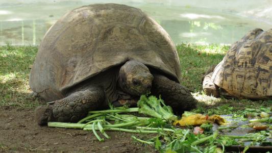 海龟, 顿饭, 午餐, 健康饮食, 食品, 动物, 龟