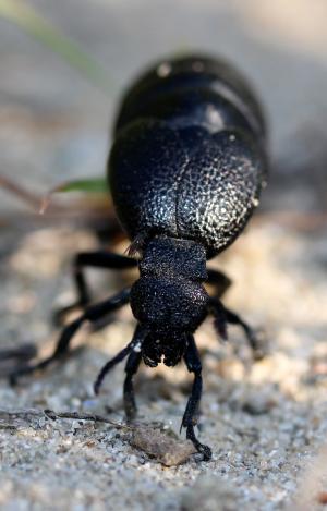 蟑螂, 黑色, 大, 昆虫纲