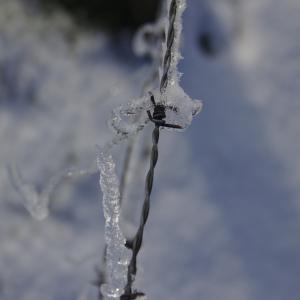 冰上布满刺的铁丝网, 冬天, 带刺的铁丝网, 白霜, 栅栏, 冻结, 冰冷