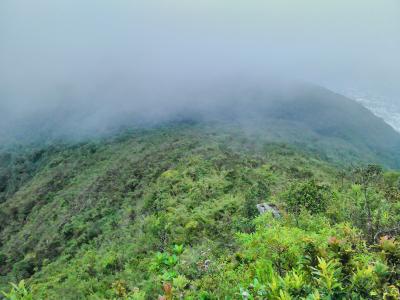 植被, 雾, 加拉加斯, 阿维拉, 委内瑞拉, 自然, 绿色