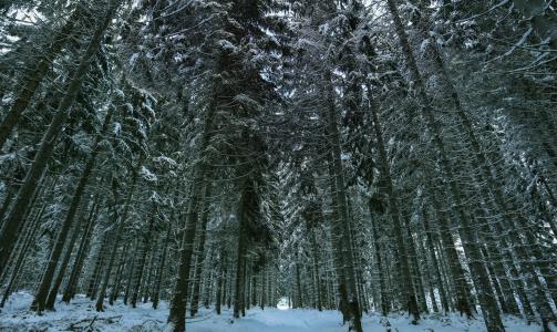 冬天, 雪, 冬季森林, 寒冷, 白色, 自然, 景观