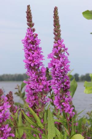 紫色的花, 在河边, 植物, 夏季, 宏观, 粉色