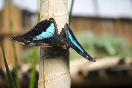 蝴蝶, bug, 蓝色, 花园, 翅膀, 动物, 荷兰