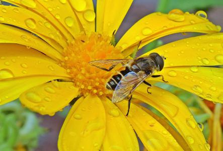 蚜, 粪蝇, 昆虫, 开花, 绽放, 万寿菊, 金盏花