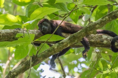 吼猴, 猴子, 雨林, 热带地区, 爬上, 树, 午睡