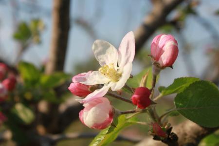 苹果, 花, 花蕾, 树枝, 分公司, 树, 粉色