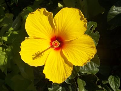 木槿, 黄色, 花, 中华罗莎, 夏威夷, 植物区系, 花香