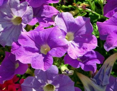 帕尤妮亚, 茄科, 花, 紫罗兰色, 紫色, 植物学, 花瓣