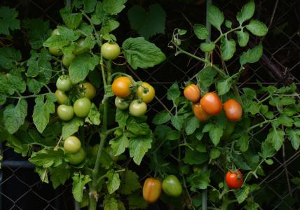 西红柿, 布什西红柿, 花园, 蔬菜种植, nachtschattengewächs, 家里的花园里, 成熟度级别