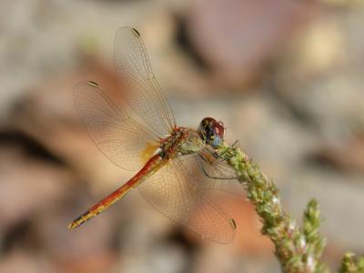蜻蜓, sympetrum striolatum, 有翅膀的昆虫, 详细, beleza, 红蜻蜓