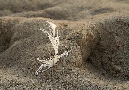 一根羽毛, 钢笔, 沙子, 海滩, 痕迹, 发票, 沙粒