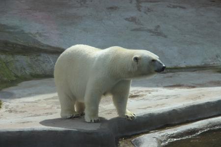 熊, 白熊, 动物园, 夏季, 动物, 动物, 北极熊