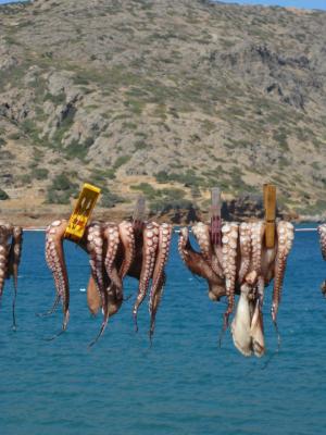鱿鱼, 八达通, 克里特岛, 假日, 干, 动物, 晾衣绳