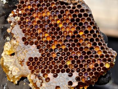 蜂窝状, 花粉仓储, 蜂蜜, 养蜂, 自然, 蜂巢, 养蜂业