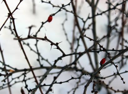 冬天, 刺, 雪, 树枝, 水平, 白色