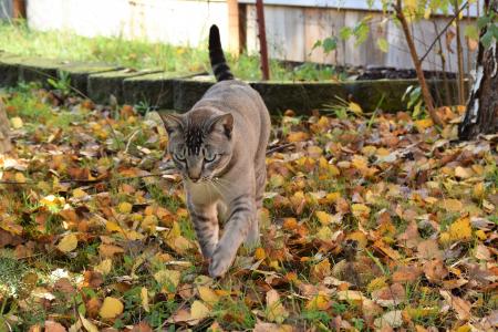 猫, 秋天, 叶子, 窜, 猫科动物, 跟踪, 行走