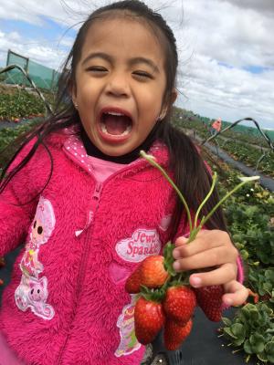 孩子微笑采摘草莓, 孩子, 收获, 可爱, 可爱, 微笑, 快乐