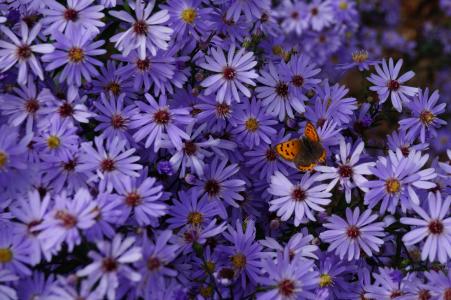 蝴蝶, 花, 菊花, 紫色, 昆虫, 花园, 户外