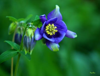 科伦拜恩, 开花, 绽放, 花, 紫色, 植物区系, 紫罗兰色
