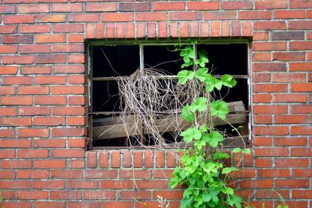 窗口, 废墟, 老, 墙上, 成长为, 杂草丛生, 使最