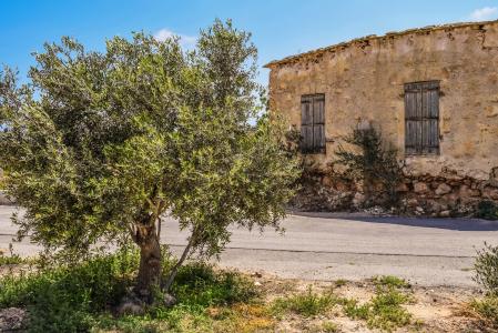 橄榄树, 老房子, 被遗弃, 年龄, 风化, 衰变, 建筑