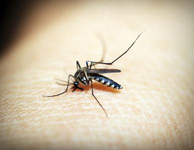 蚊子, 疟疾, 蚋, 咬伤, 昆虫, 血液, 疼痛