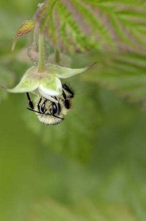 蜜蜂, 昆虫, 花, 授粉, 自然, 宏观, 忙