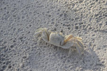 螃蟹, 沙子, 白化病, 海滩