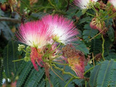 合欢合欢, mimosaceae, 粉红色的花朵