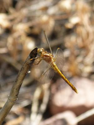 蜻蜓, 金蜻蜓, sympetrum fonscolombii, 分公司, 水生环境, 湿地, 美