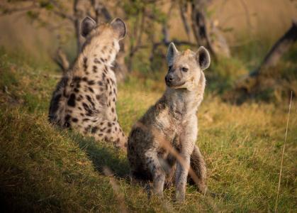 鬣狗, 非洲, 博茨瓦纳, 动物, 野生动物, 野生动物园, 在野外的动物