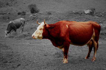 母牛, 牛肉, 牧场, 动物, 母牛, 农业, 动物的画像