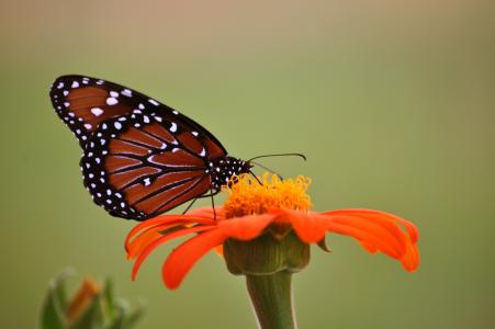 帝王蝶, 蝴蝶, 向日葵, 橙色, 昆虫, 和平, 自然