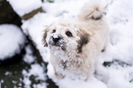 狗, 雪, 宠物, 感冒, 动物, 可爱, 户外