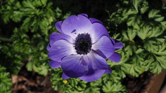 银莲花, 花, 蓝色, 毛茛科, 春天, 花园, 绽放